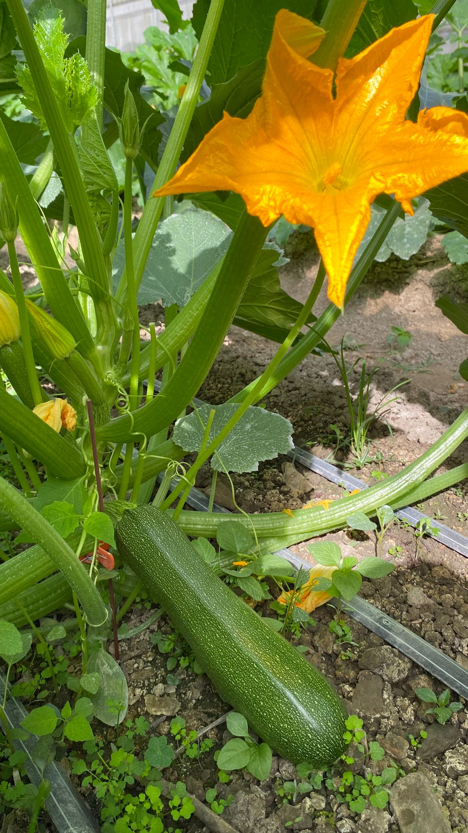 無農藥櫛瓜-3kg